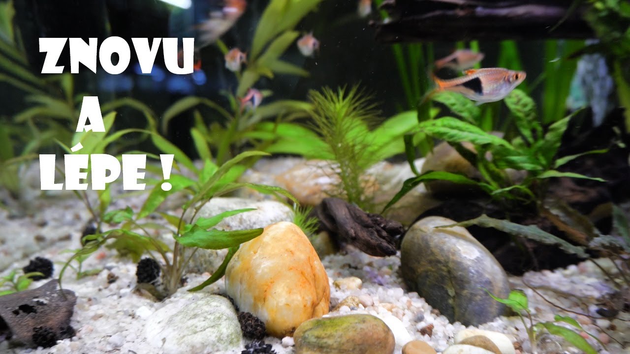 VÁNOČNÍ ZÁZRAK v akváriu! 🎄 Jak proměnit chaos v minimalistický aquascape