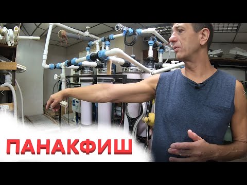 ПАНАКФИШ серьезное аквариумное хозяйство г.Челябинск