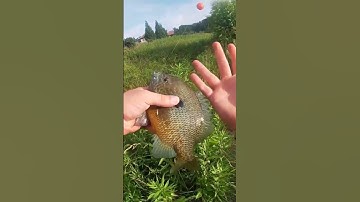 Gulp minnows never fail!