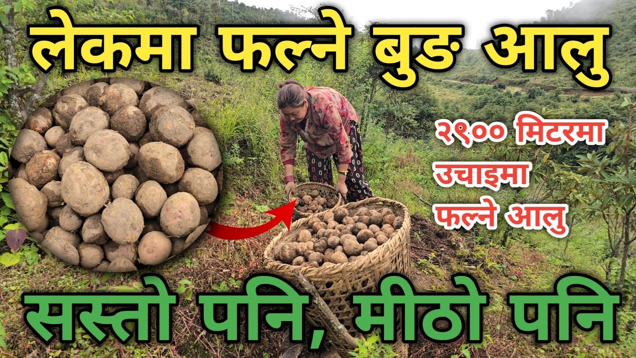 माटो पोलेर फलाइने अनौठो बुङ आलु || हिमालको सामुन्ने फलेको अर्गानिक बुङ आलुको मूल्य यतिसस्तो