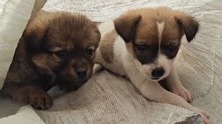 Another Litter Of Puppies Abandoned On The Street, Almost Dying Of Thirst