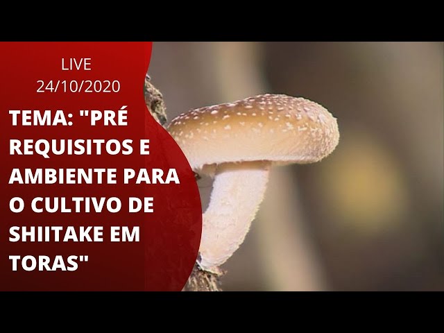 Cultivo de Shitake em toras  Incubação de troncos de cogumelo — Eightify