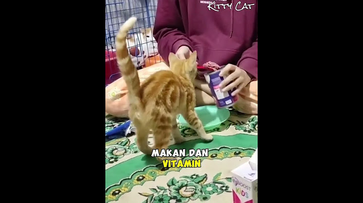 Kucing Ini Dibuang Ke Pasar Namun Ahirnya Tertolong Oleh Kaka Baik Ini #kucingoyen #rescue