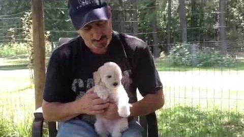 Shlansky Puppy Video - 10JUL15