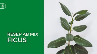 Resep AB Mix Ficus Formula Racikan Nutrisi Tanaman Hias Ficus