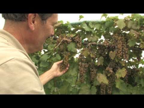 Cold hardy grapes feed local wine industry