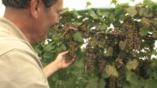For more than 30 years, the horticulture research center at minnesota
landscape arboretum and its rustic vineyards have been home to on
producin...