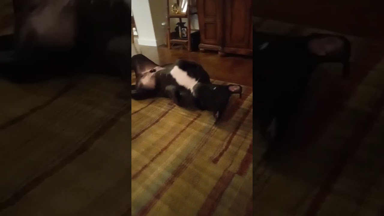 What Is He Doing? 🐶 😂  