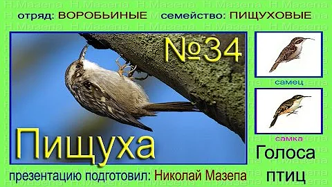 Пищуха. Голоса птиц
