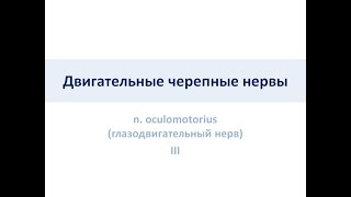 Двигательные черепные нервы. Глазодвигательный нерв III пара ЧПН (nervus oculomotorius )