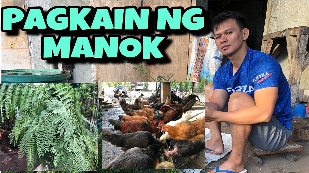 PAGKAIN NG MANOK | NATIVE CHICKEN | HOW TO FEED CHICKEN - YouTube