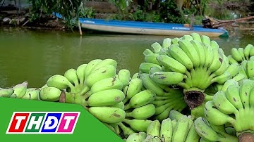 Giá chuối Xiêm tăng | THDT