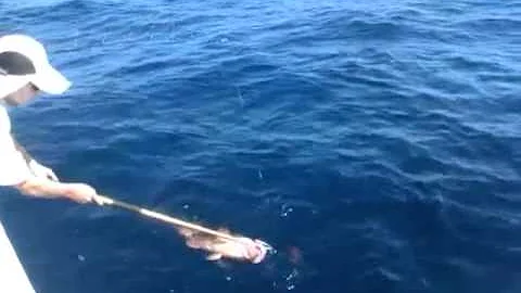 grouper pumping on the In My Dreams!