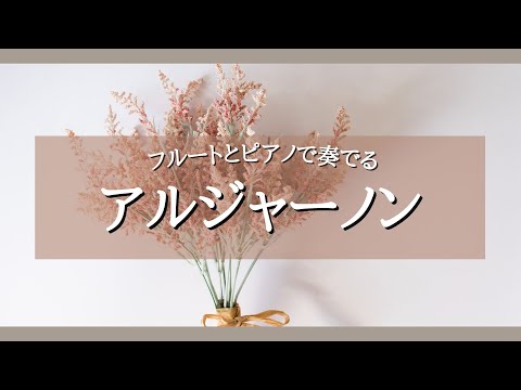 【ヨルシカ】アルジャーノン【フルートとピアノで】