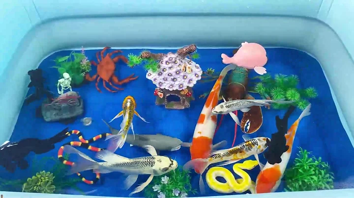 Let's explore what fish and sea creatures there are:sharks,jellyfish#goldfish#animals#viral videos