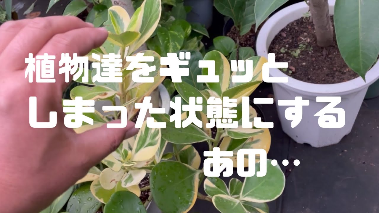 植物をギュッとしまった状態にする方法 - YouTube