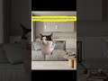 CATMEMES CLUB 🐱Videos From My Girlfriend vs. My Bros 📲🐱🔥#catmemes #teamhailey