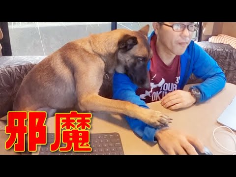 邪魔をする愛犬シェパードが子供みたいで可愛すぎるｗ（トレーラーハウス編）