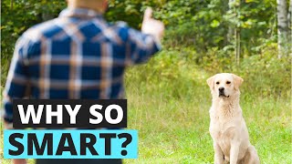 7 Reasons Why Labradors are One of the Smartest Dog Breeds by Labrador Care 2,006 views 2 years ago 2 minutes, 38 seconds