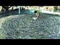 This ORNAMENTAL fish FARM is EXTREMELY amazing