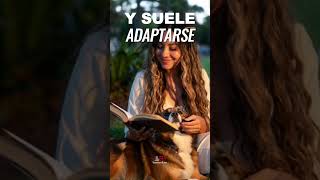 1 Cachorro vs Adulto FDB
