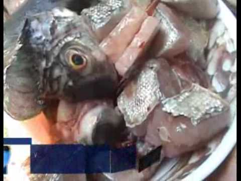 Ikan Buas  dari Amazon  ada di Yogyakarta YouTube