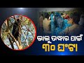 Visuals of rescuing wild bear operation from tree in odisha