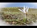 Сохраним первоцветы Казахстана!