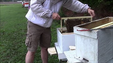 Moving a 5 frame nuc to a 10 frame hive body. Plus find the queen game!!!!