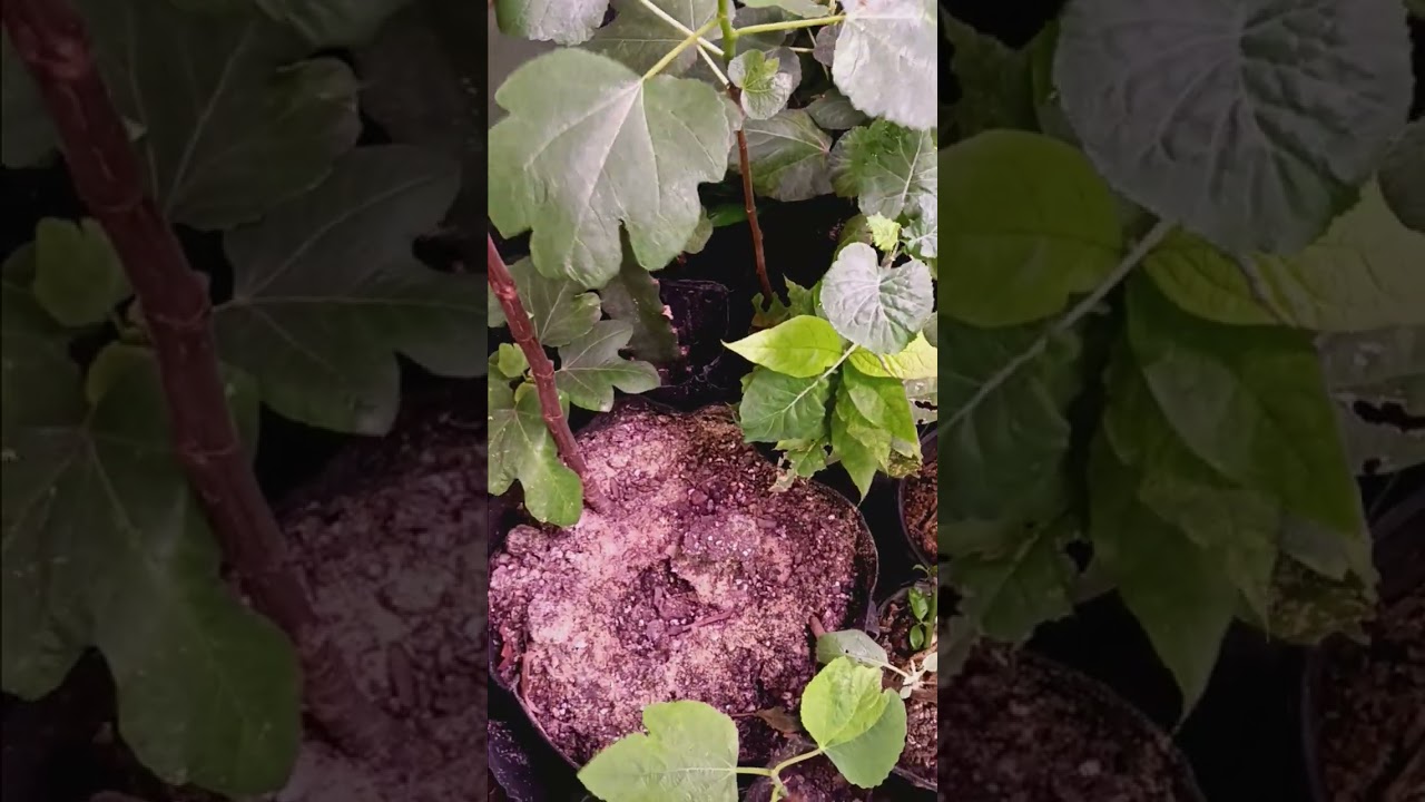Indoor Fig Project. 