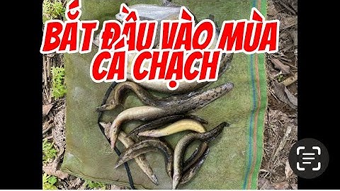 Câu cá chạch suối rạc bé gặp ngày cá ăn nhức nách 