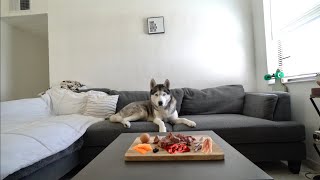 Leaving My Husky Alone With His Favorite Breakfast Meal..