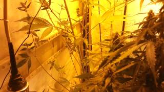 Update: 2 weeks left