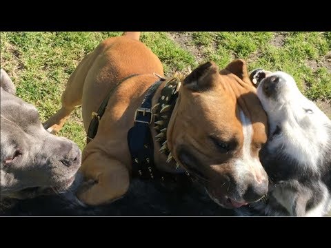 Video: Dog Fancy Magazine Kunngjør 'America's Best Dog Park