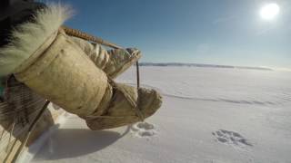 Inuit traditions - Seal hunting in Greenland on dog sleds