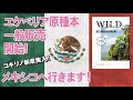 『ワイルドエケベリア』販売開始！メキシコ