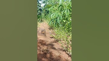 Bẫy cút rừng 2023 p222