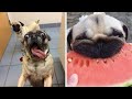 Only Pug can make us HAPPY and LAUGH - Funny and Cute Pug Puppies