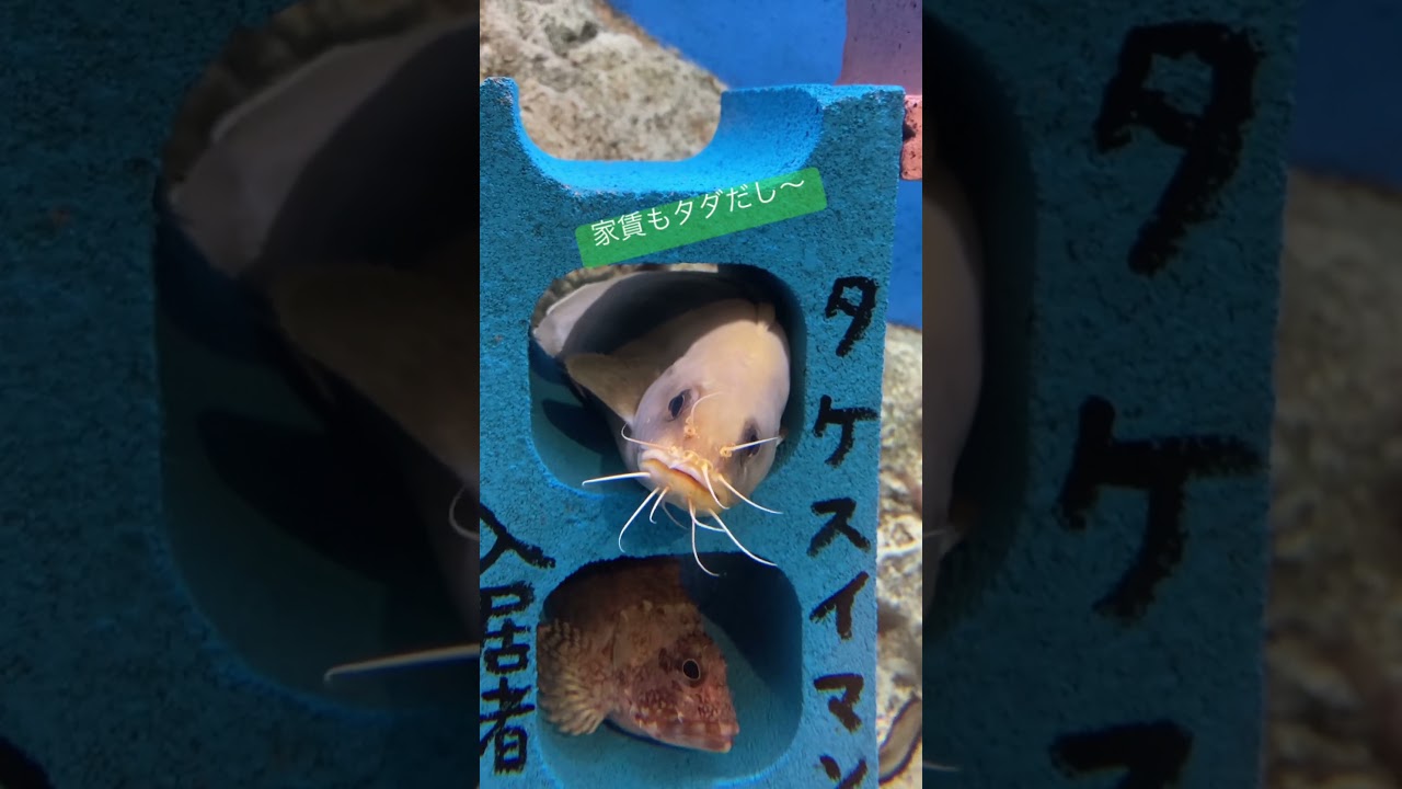 イタチウオ／竹島水族館［YouTube水族館］