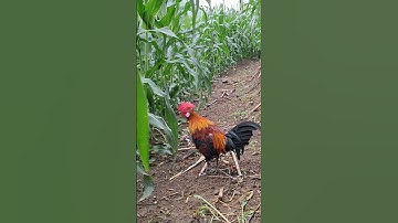 chương trình tặng gà sẽ kết thúc vào ngày 1/10/2025 ae ơi nhanh để nhận gà , gà còn chưa phải của ai