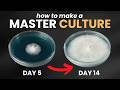 How to Clone a Mushroom &amp; Make a Successful Master Culture for Genetic Preservation | QUICK Tutorial