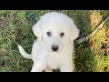 Livestock guardian dog joins the homestead