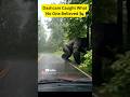 Dashcam Caught What No One Believed 🦍 #AIVideos #AI #BigFoot #CruzSahaya #Forest #Dashcam