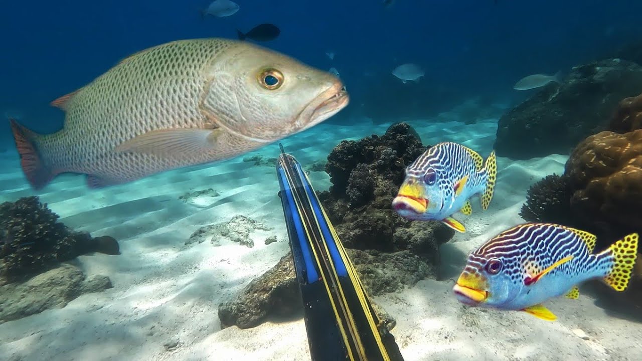 Berburu  Ikan Mangrove jack Dan Sweetlips Di Air Dangkal - Hasil Melimpah