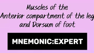 Muscles of the anterior compartment of the leg and dorsum of foot |Easy and quick mnemonic
