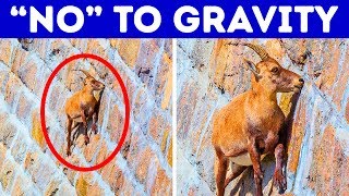 17 Awesome Animals That Can Do Impossible Things 17 Awesome Animals That Can Do Impossible Things