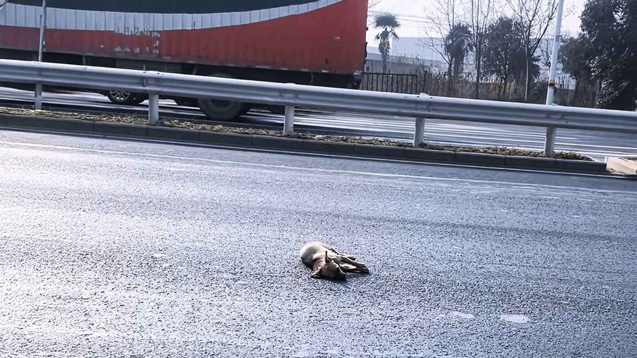 После аварии она дрожала, лежа в потоке машин, и в её глазах я увидел сильное желание выжить.