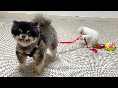 형 산책은 내가 시킨다 !! ㅋㅋㅋ 강아지 산책시키는 용맹한 아기고양이 ｜The kitten takes the dog for a walk