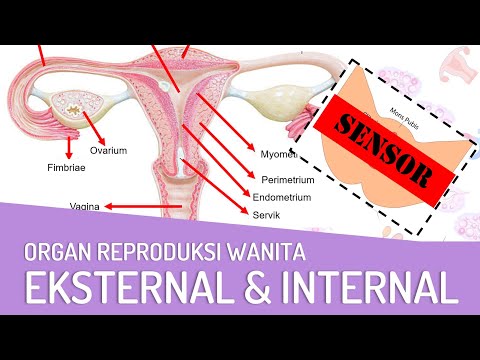 Video: Apakah fungsi perimetrium?