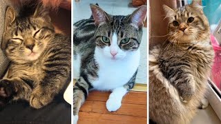Adorable and Playful Cats Compilation 😻 Cute Cat Videos by Cats being CATS! 1,060 views 10 months ago 11 minutes, 19 seconds